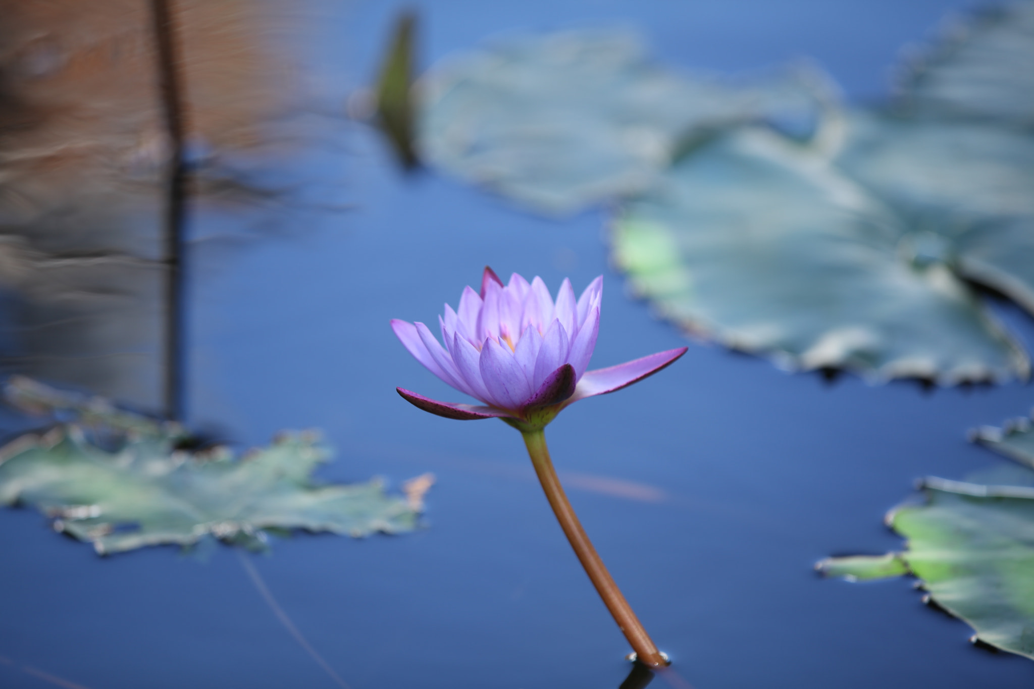 Canon EF 70-200mm F2.8L IS II USM sample photo. Blue water lily photography