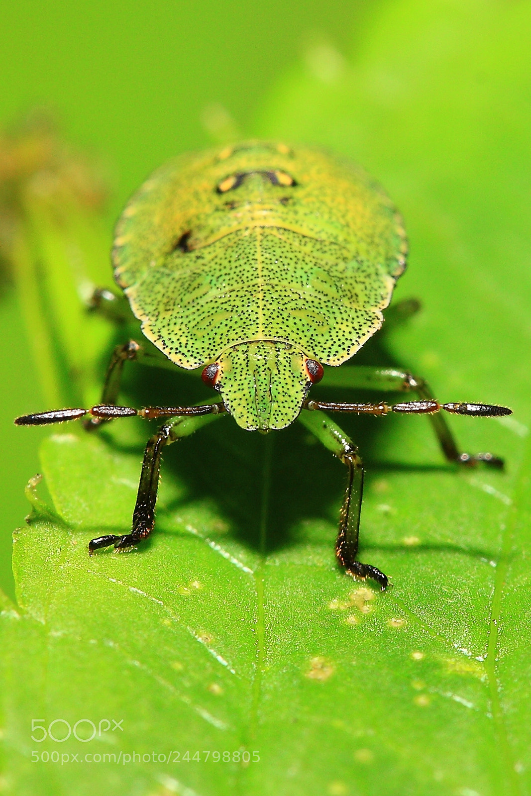 Canon EOS 40D sample photo. Green shield bug nymph photography