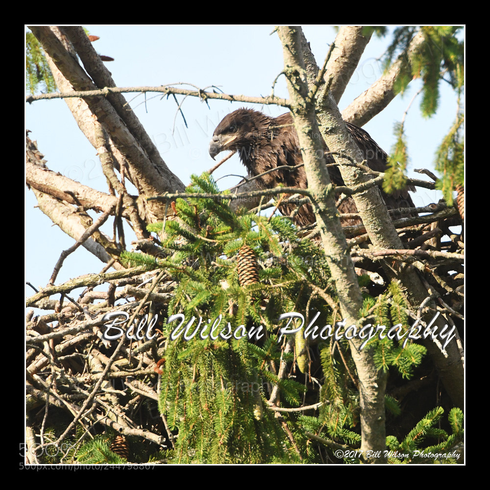 Nikon D500 sample photo. Bald eagle baby photography