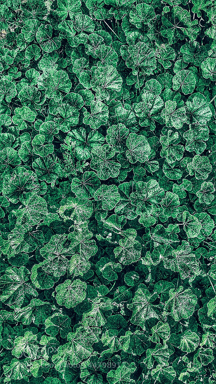 Samsung Galaxy S4 sample photo. Green flowers photography