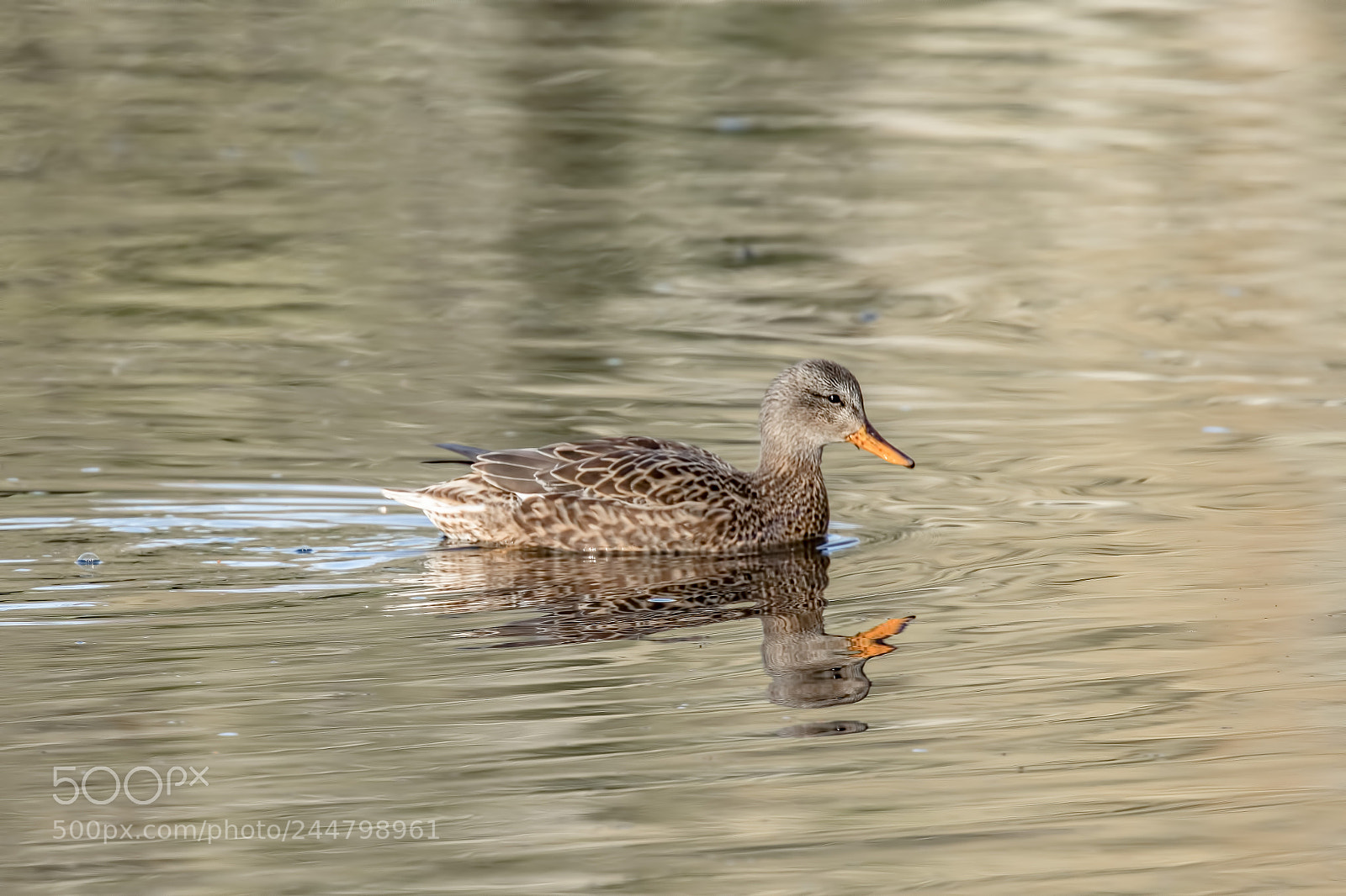 Canon EOS 7D Mark II sample photo. Gadwall ♀ photography