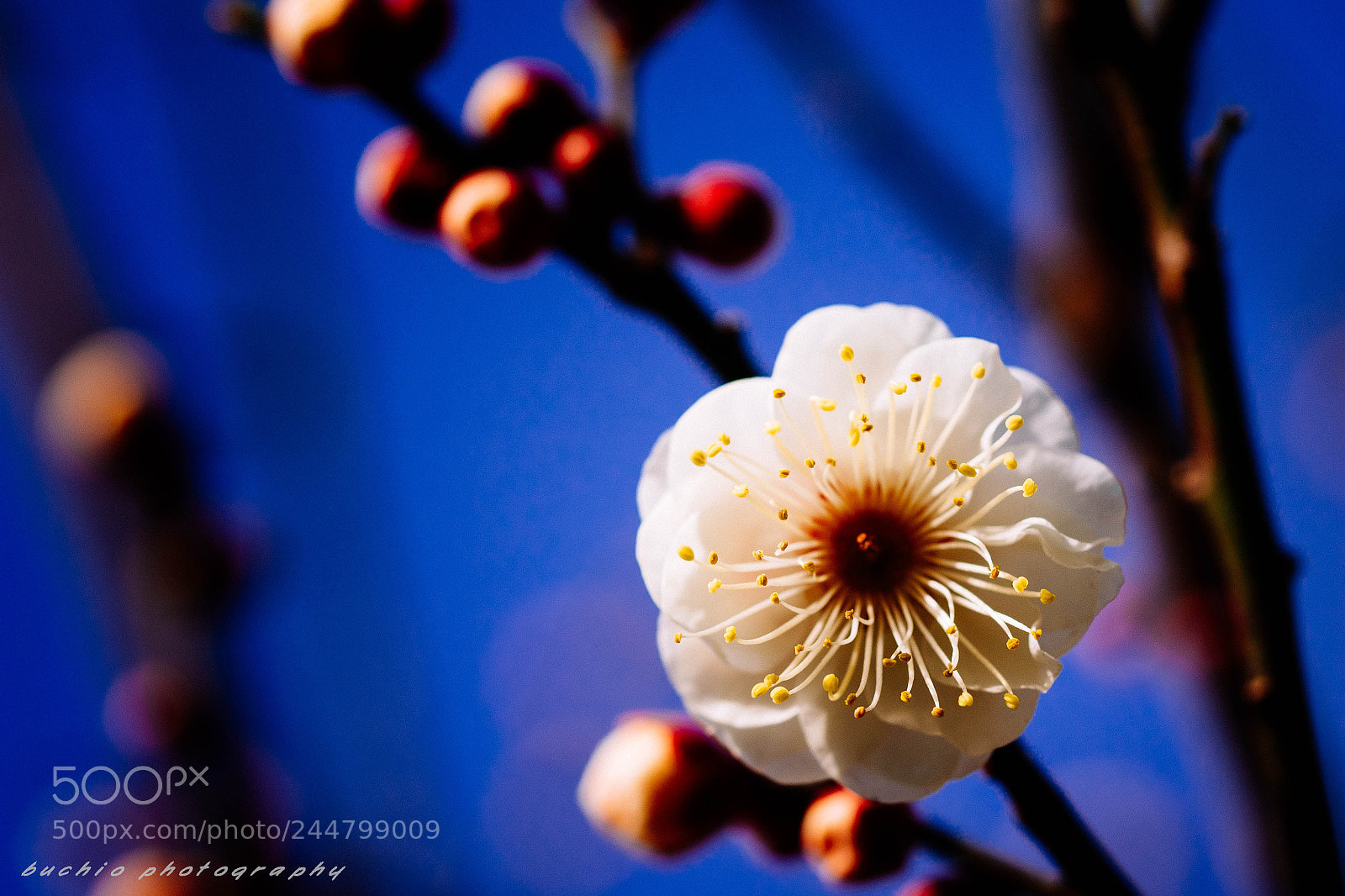 Olympus OM-D E-M1 sample photo. Japanese apricot photography