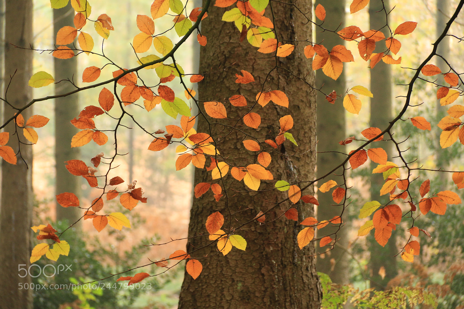 Canon EF-S 18-135mm F3.5-5.6 IS sample photo. Autumn leaves photography