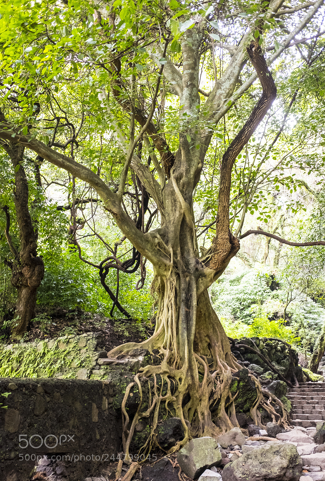 Fujifilm X70 sample photo. The tree, its roots photography