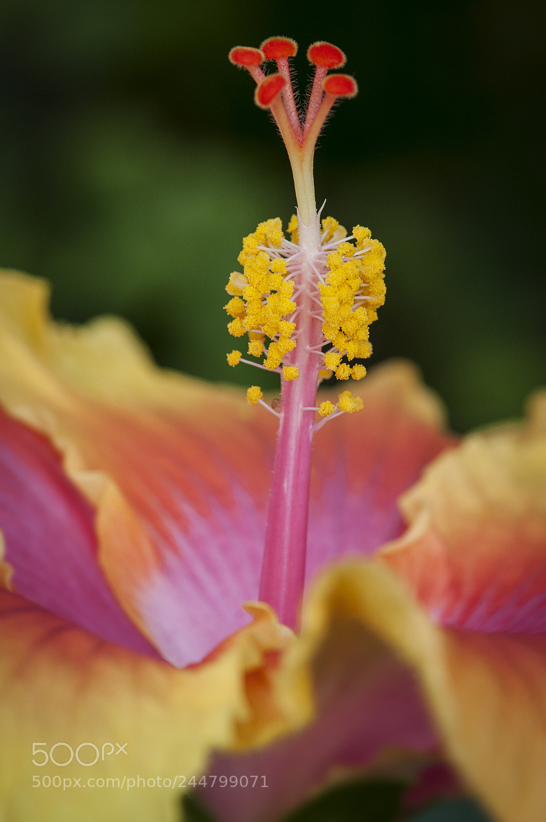 Nikon D300S sample photo. Proud photography