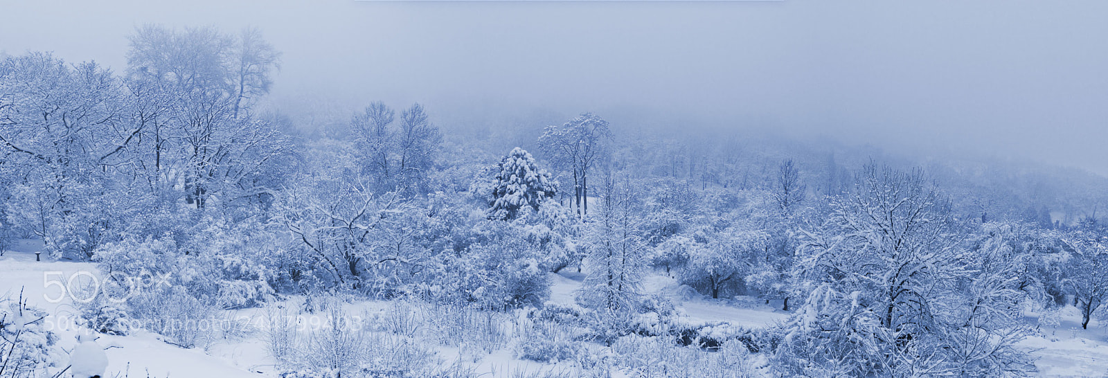 Canon EOS 550D (EOS Rebel T2i / EOS Kiss X4) sample photo. Forest in the winter photography