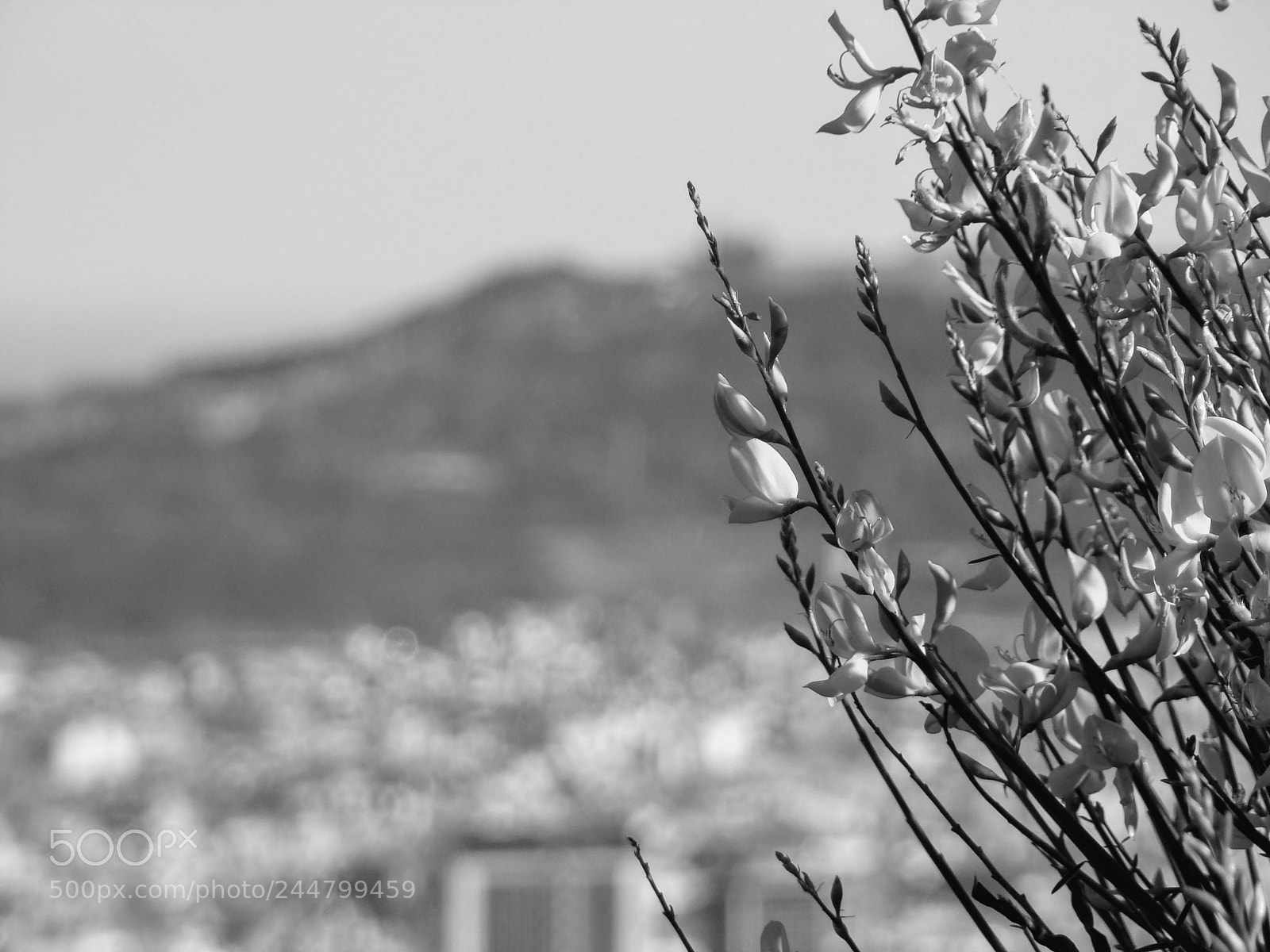 Sony DSC-H9 sample photo. Park g ell by photography