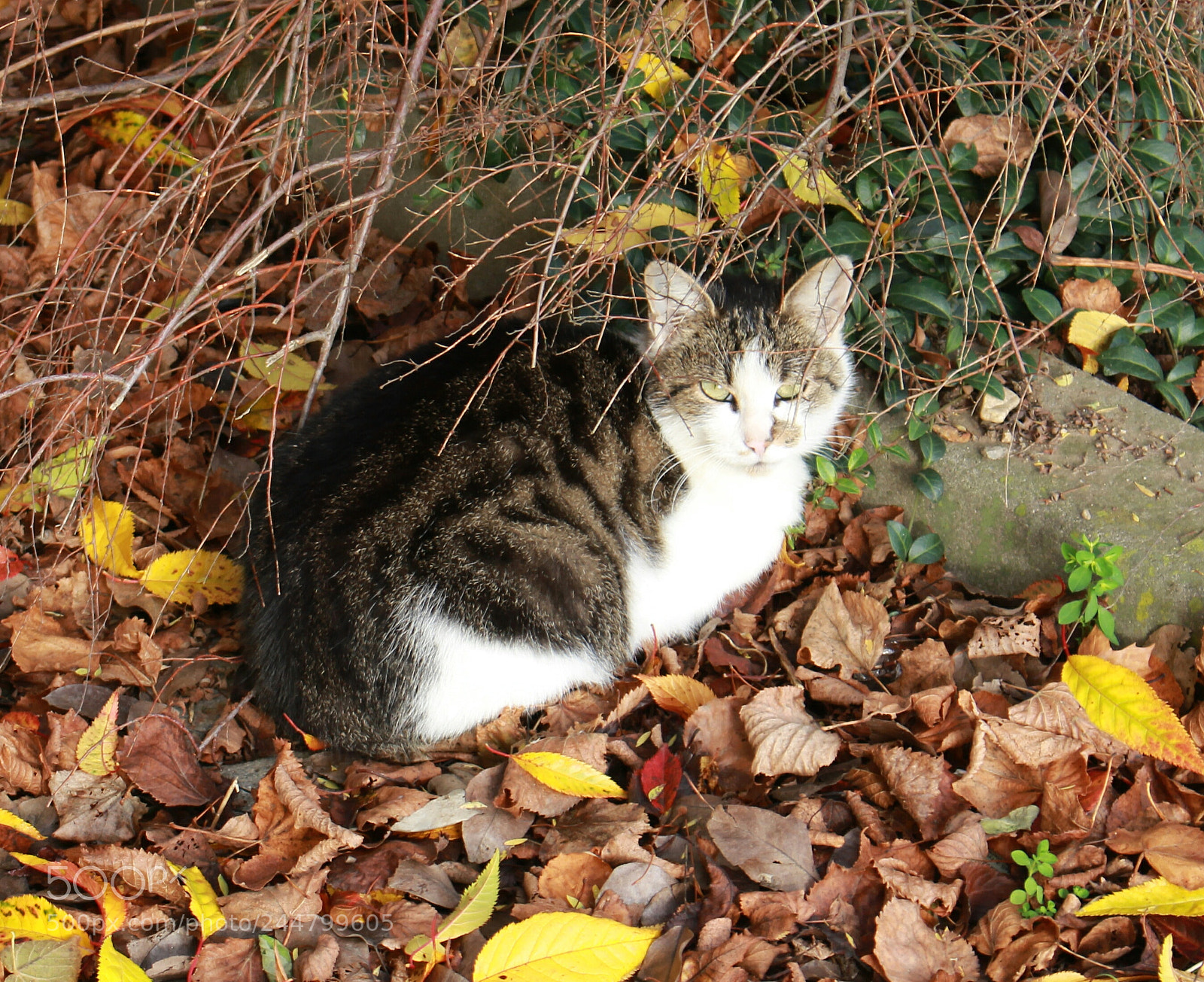Canon EOS 100D (EOS Rebel SL1 / EOS Kiss X7) sample photo. Cat photography