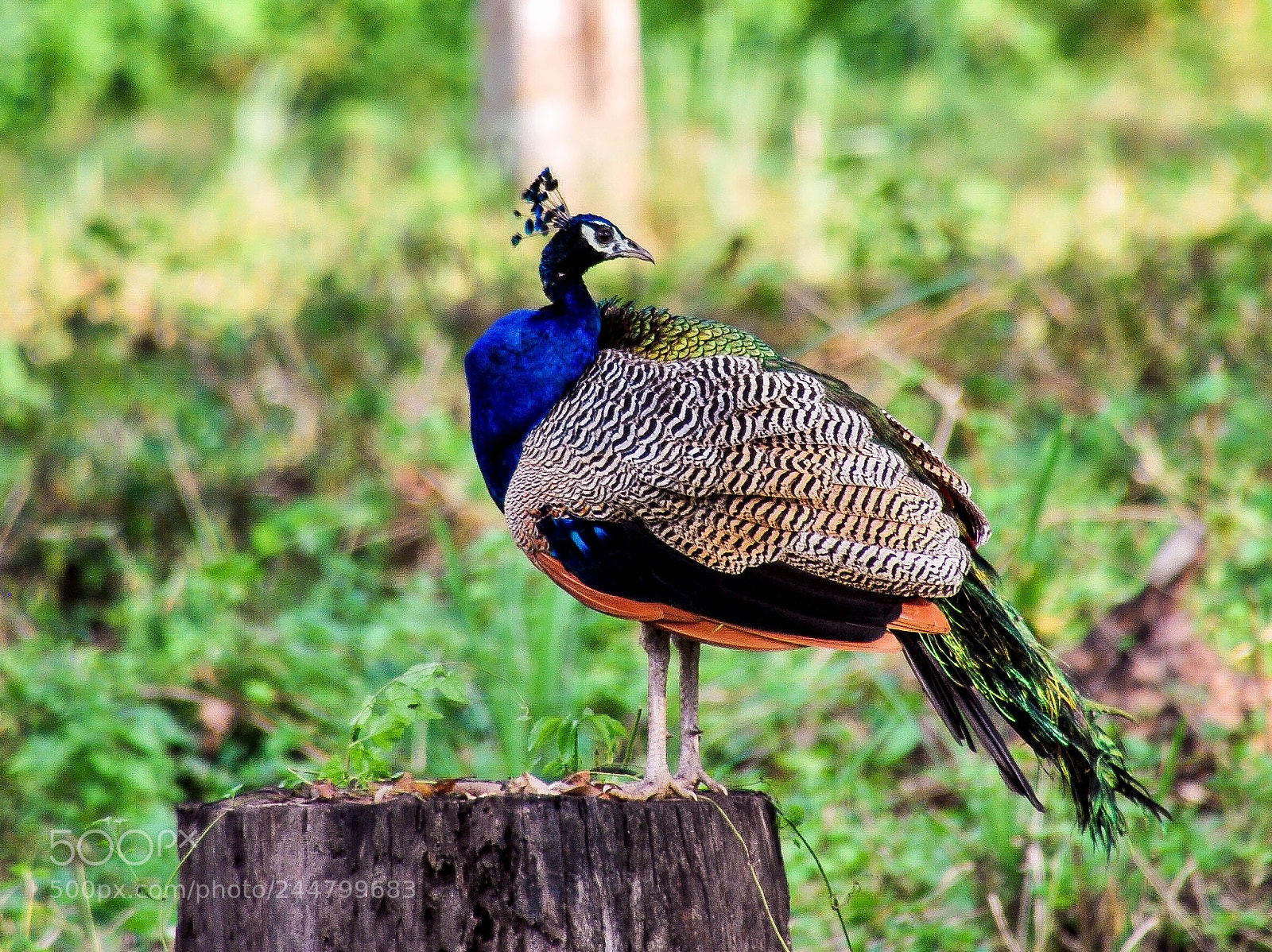 Nikon D60 sample photo. Indian peafowl photography
