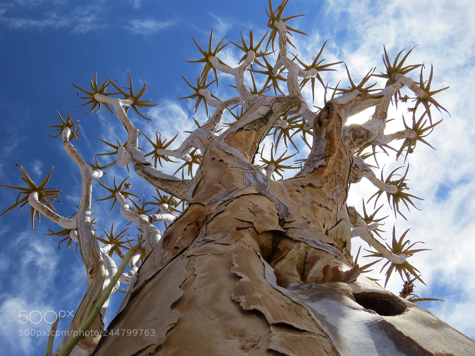 Canon PowerShot SX50 HS sample photo. Quiver tree photography