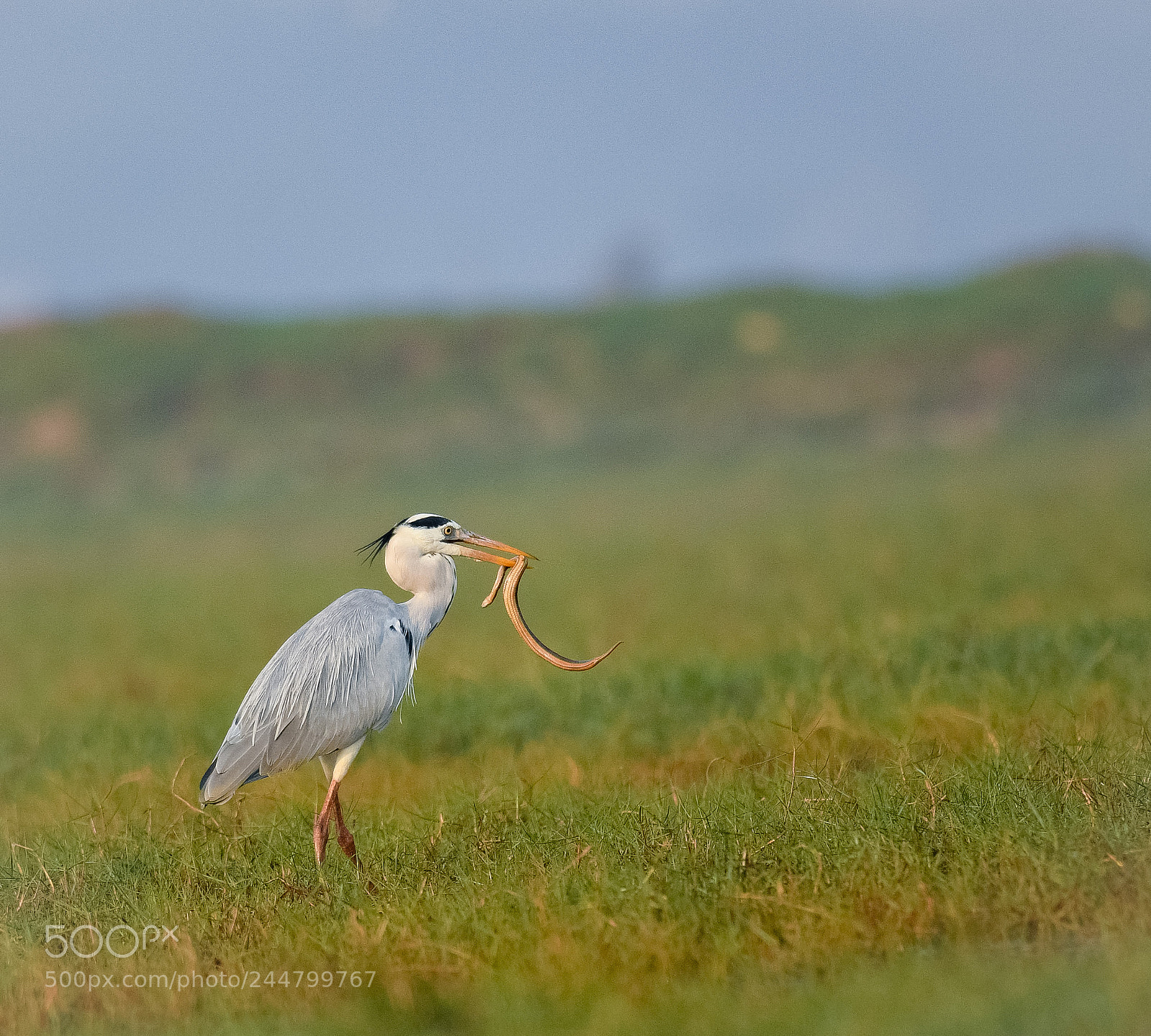 Nikon D500 sample photo. Grey heron with a photography