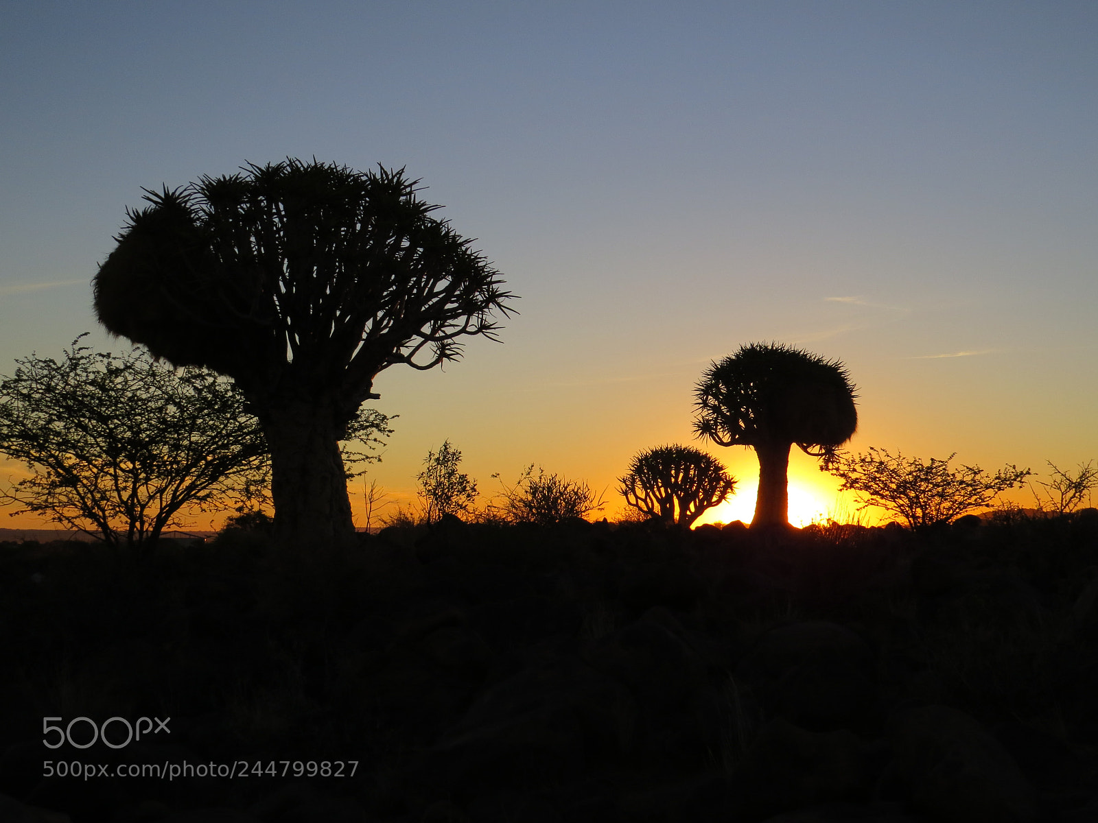 Canon PowerShot SX50 HS sample photo. Quiver tree sunset photography