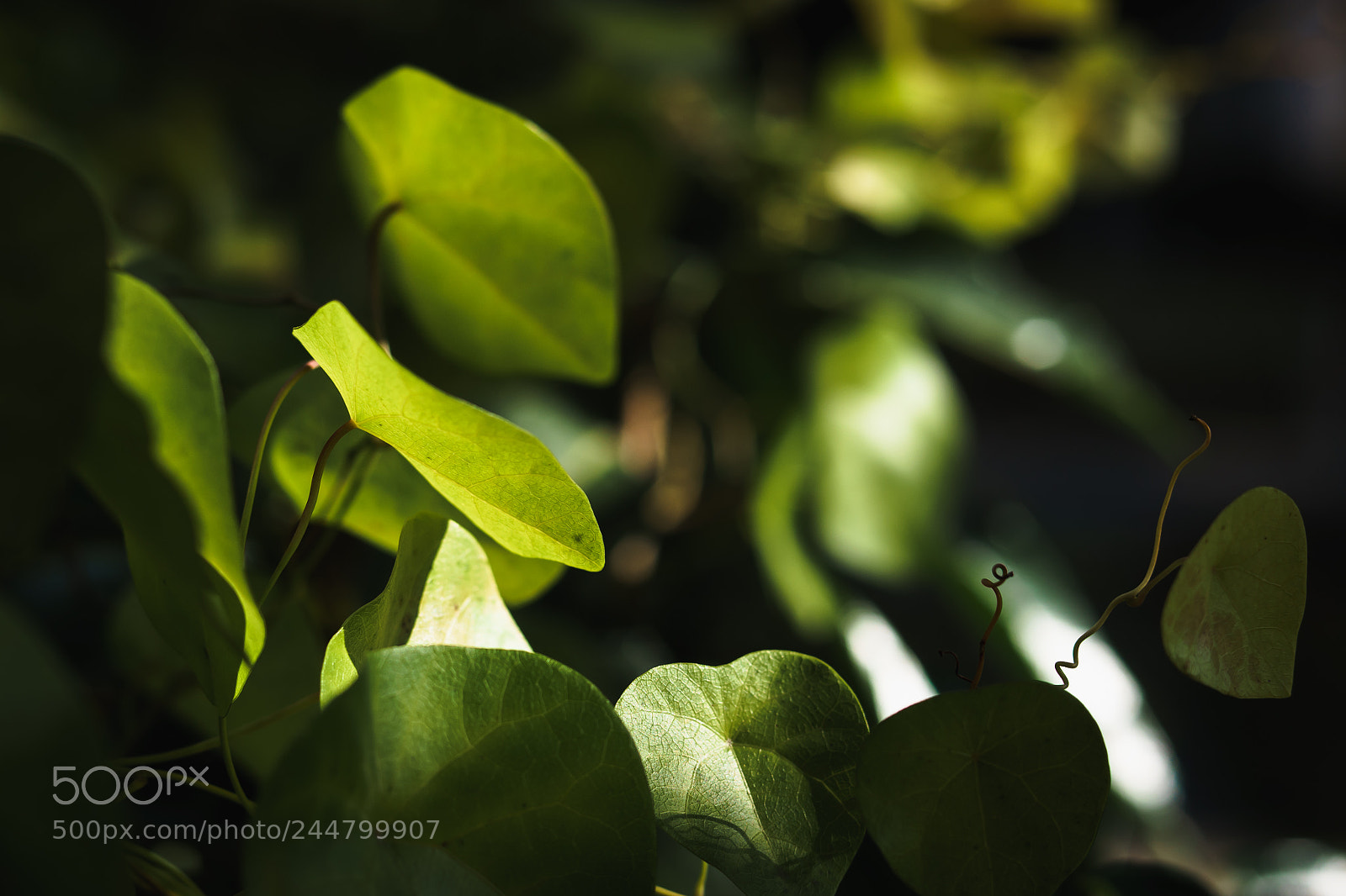 Sony a7 sample photo. Untitled photography