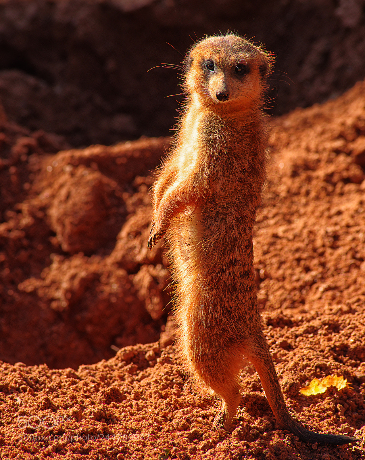 Pentax K-1 sample photo. Meerkat photography
