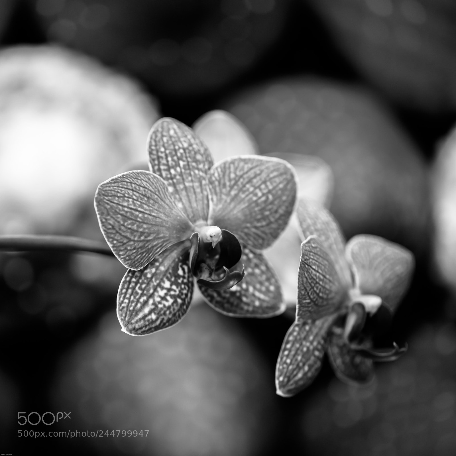 Canon EOS 5DS R sample photo. ... photography