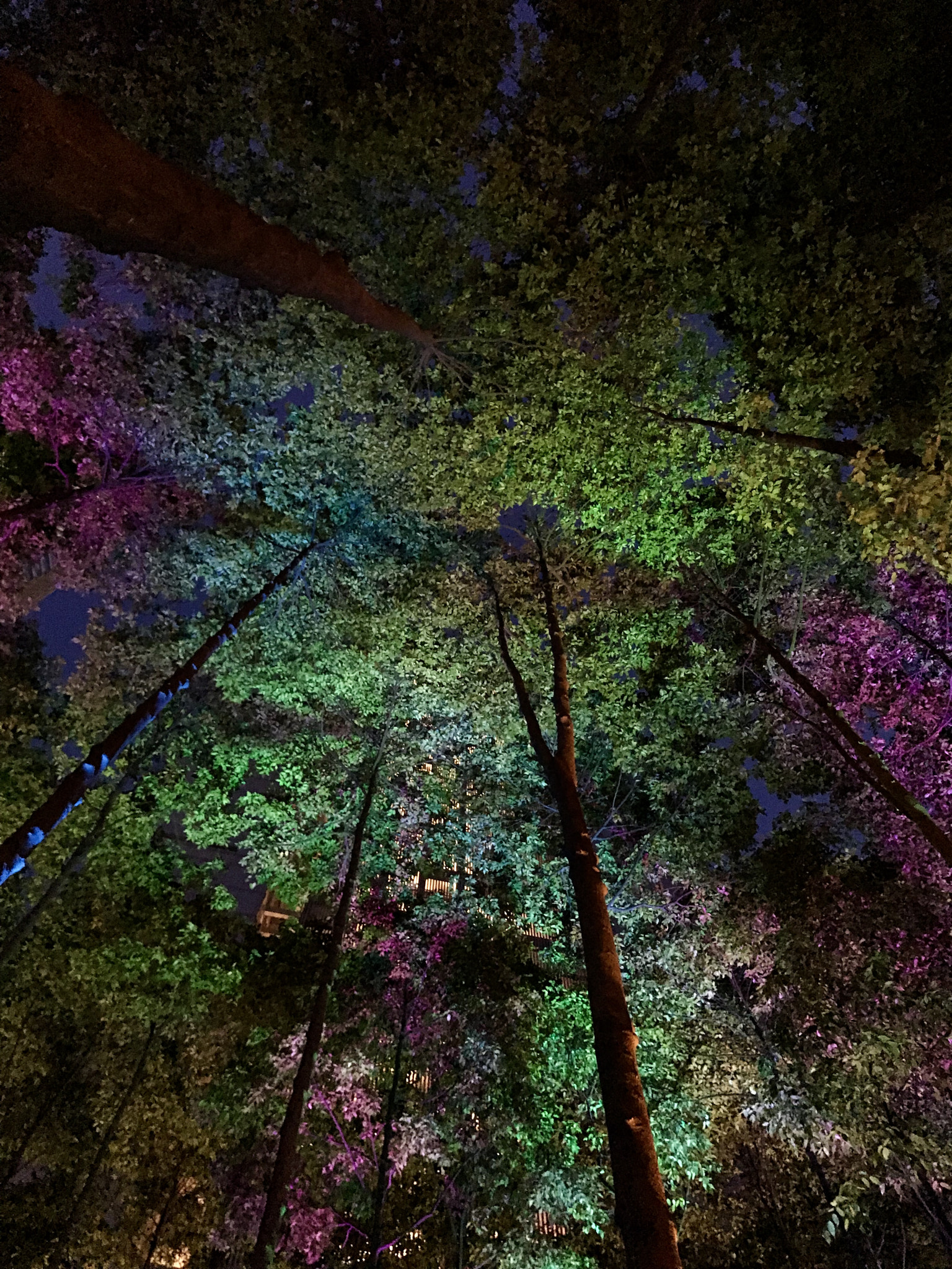 Apple iPad Pro (10.5-inch) sample photo. Colour tree tops photography