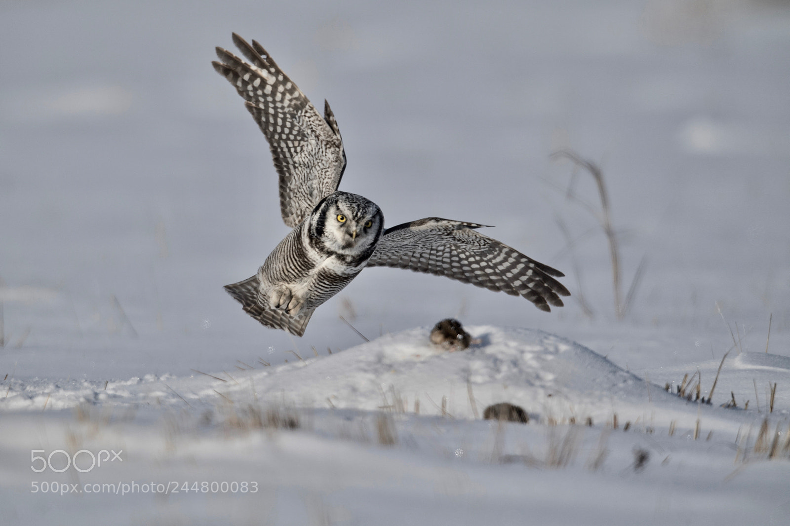Nikon D5 sample photo. Northern hawk owl photography