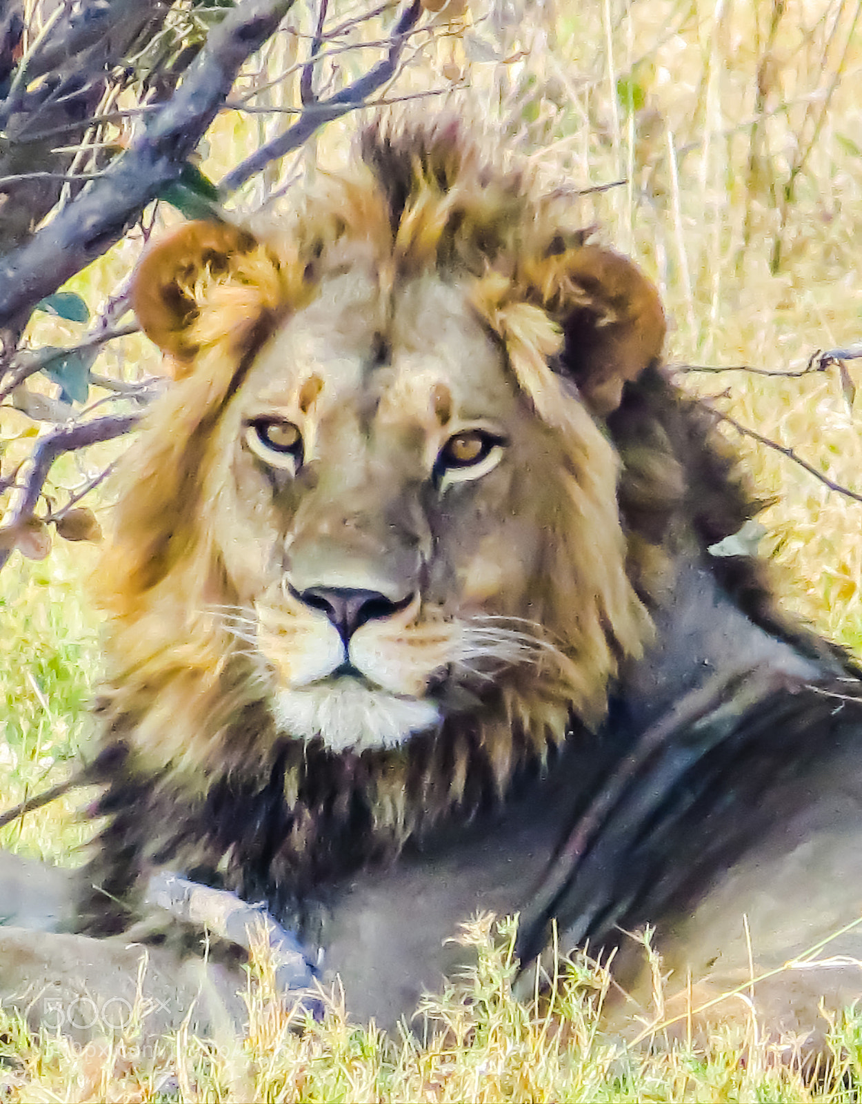 Canon PowerShot SX50 HS sample photo. Lion in the delta photography