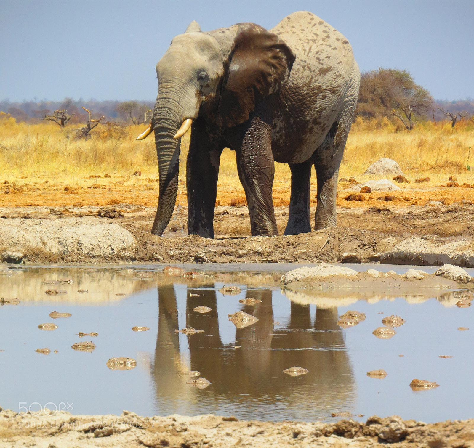 Canon PowerShot SX50 HS sample photo. Elephant drinking water photography
