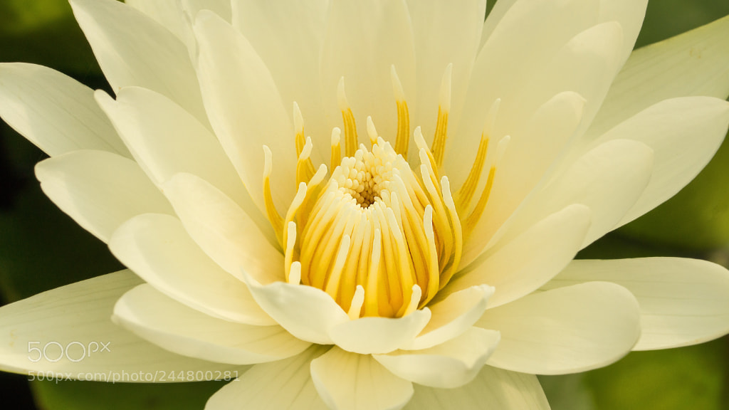 Sony SLT-A65 (SLT-A65V) sample photo. Yellow centred lily photography