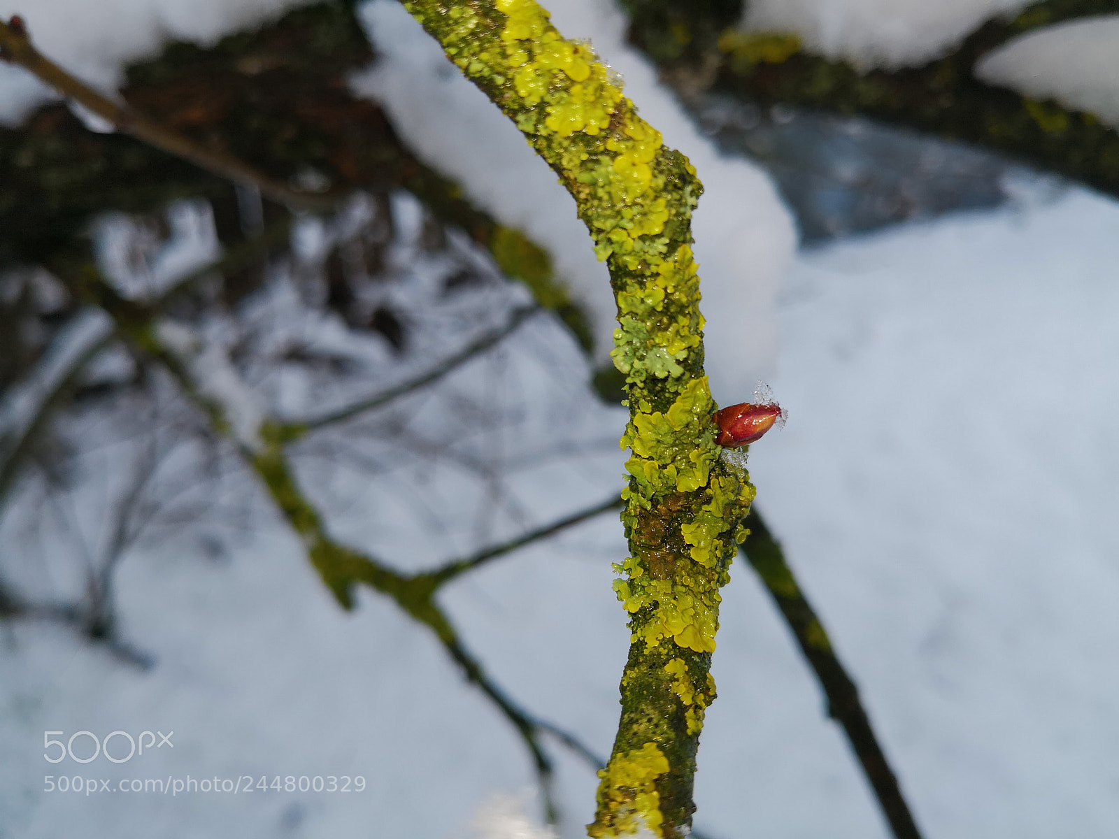 HUAWEI Mate 10 Pro sample photo. Winter bud photography