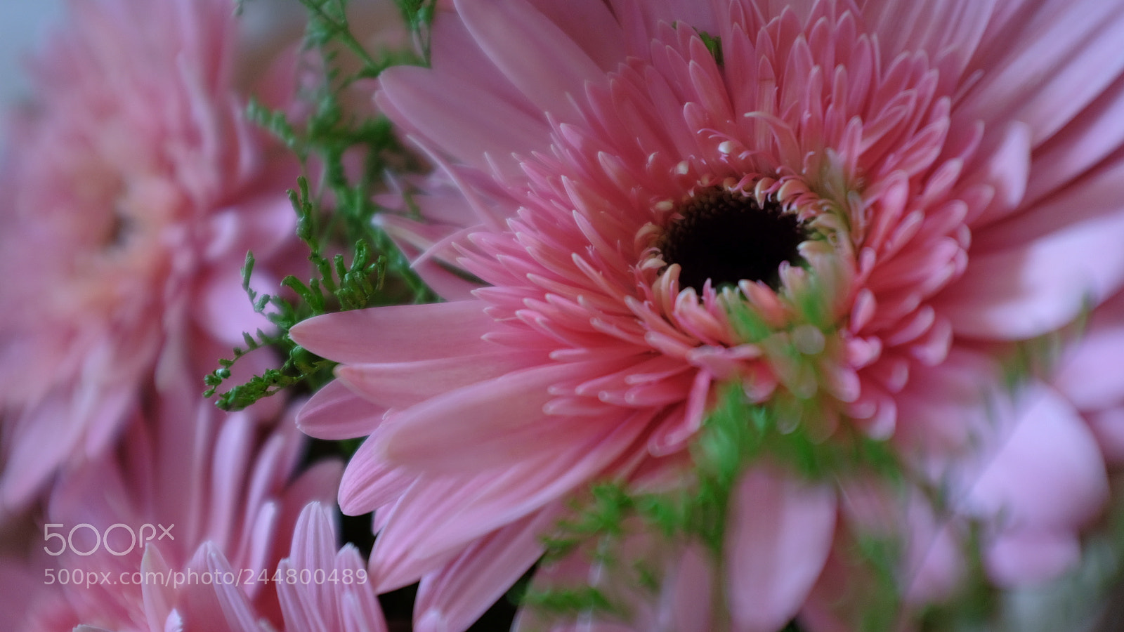 Fujifilm X100F sample photo. Pinkish photography