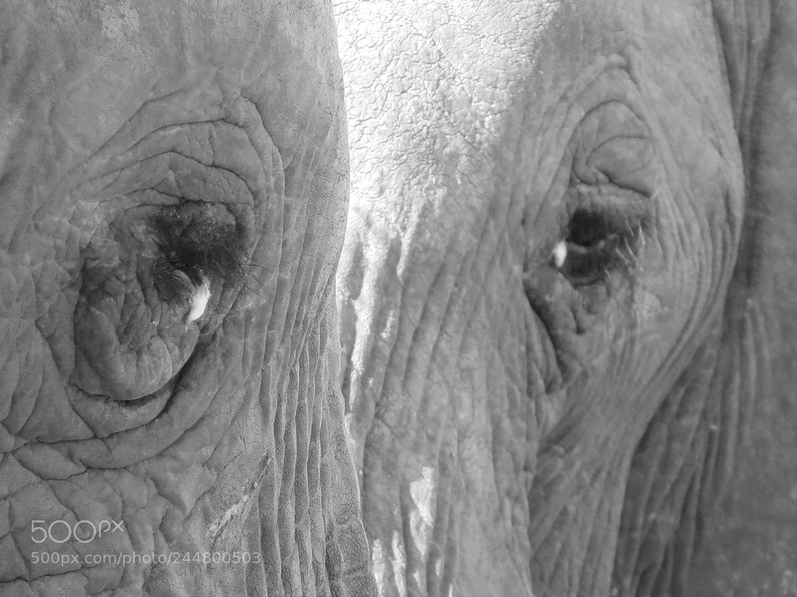 Canon PowerShot SX50 HS sample photo. Two eye's... photography