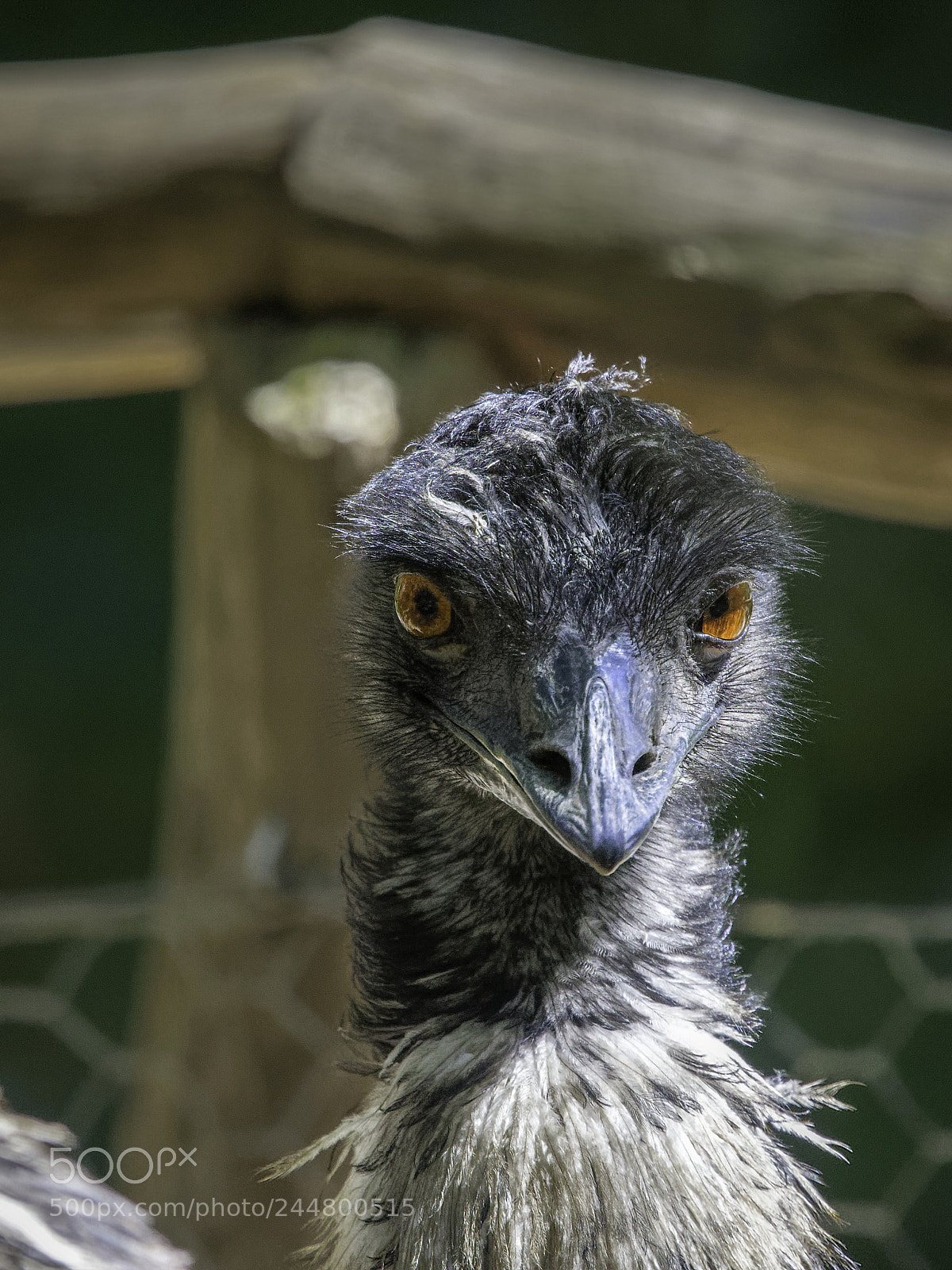 Nikon D500 sample photo. Australian emu portrait photography