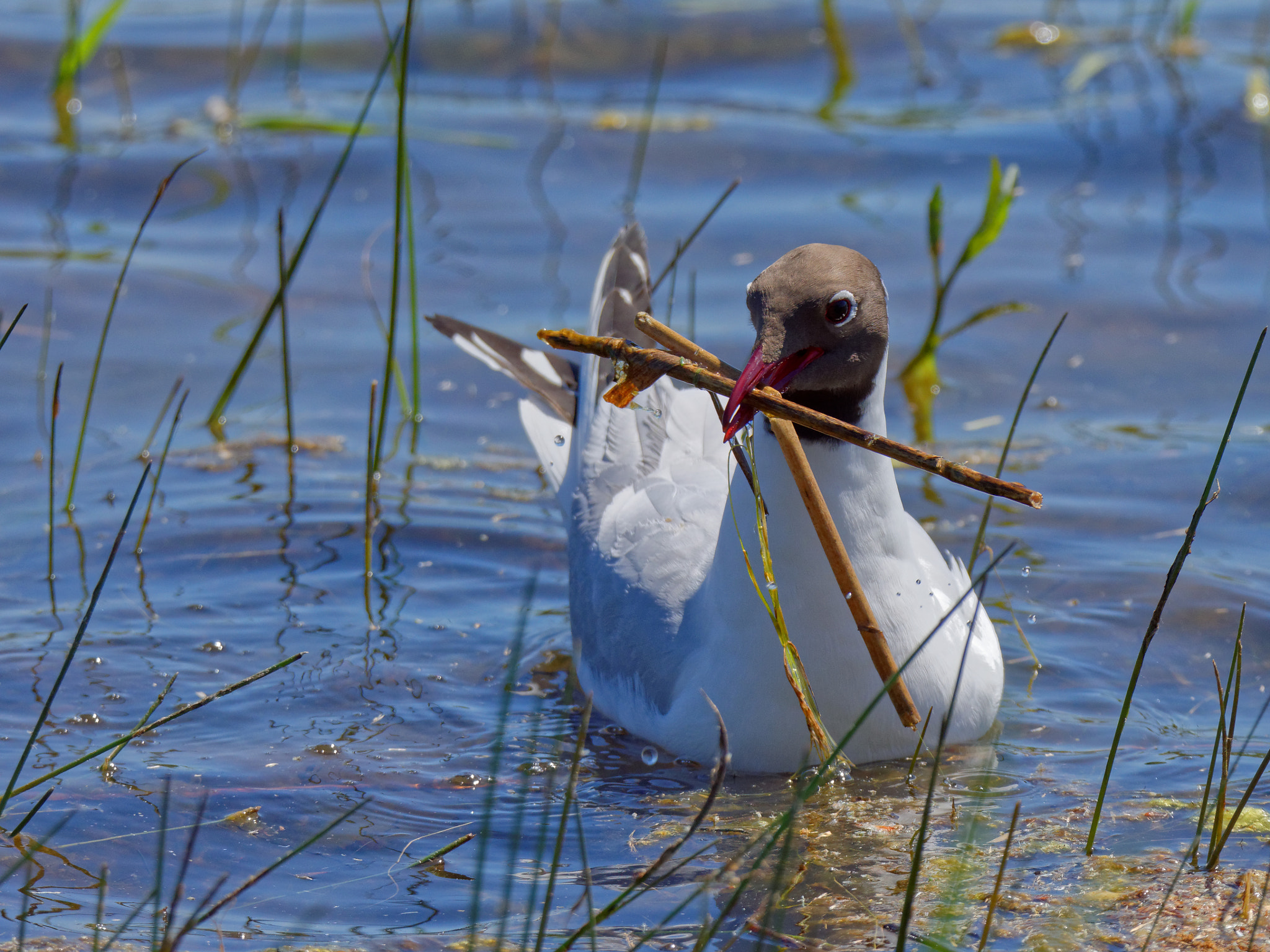 Nikon D7200 sample photo. Water bird photography