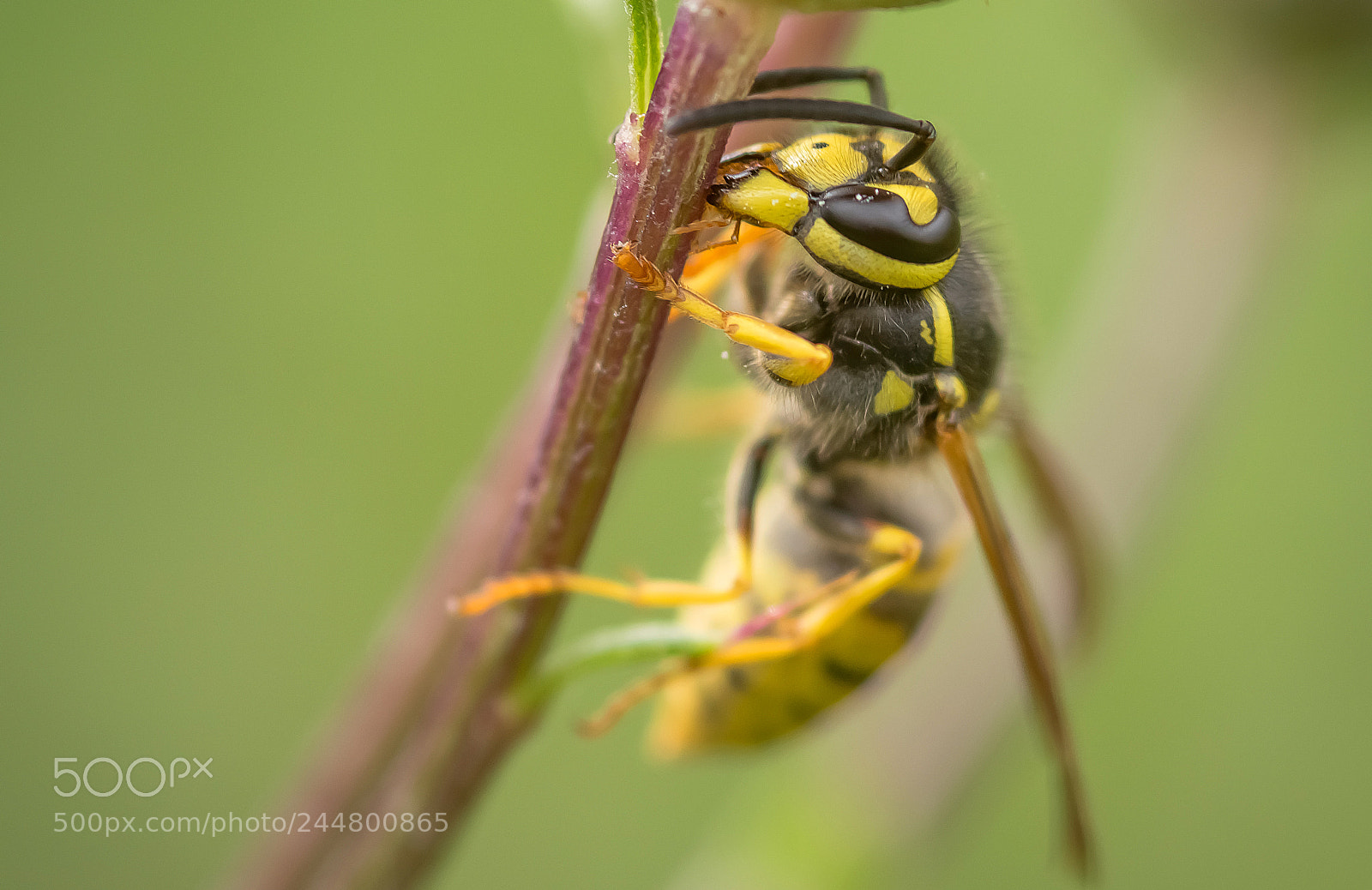 Nikon D7100 sample photo. Vespula germanica photography