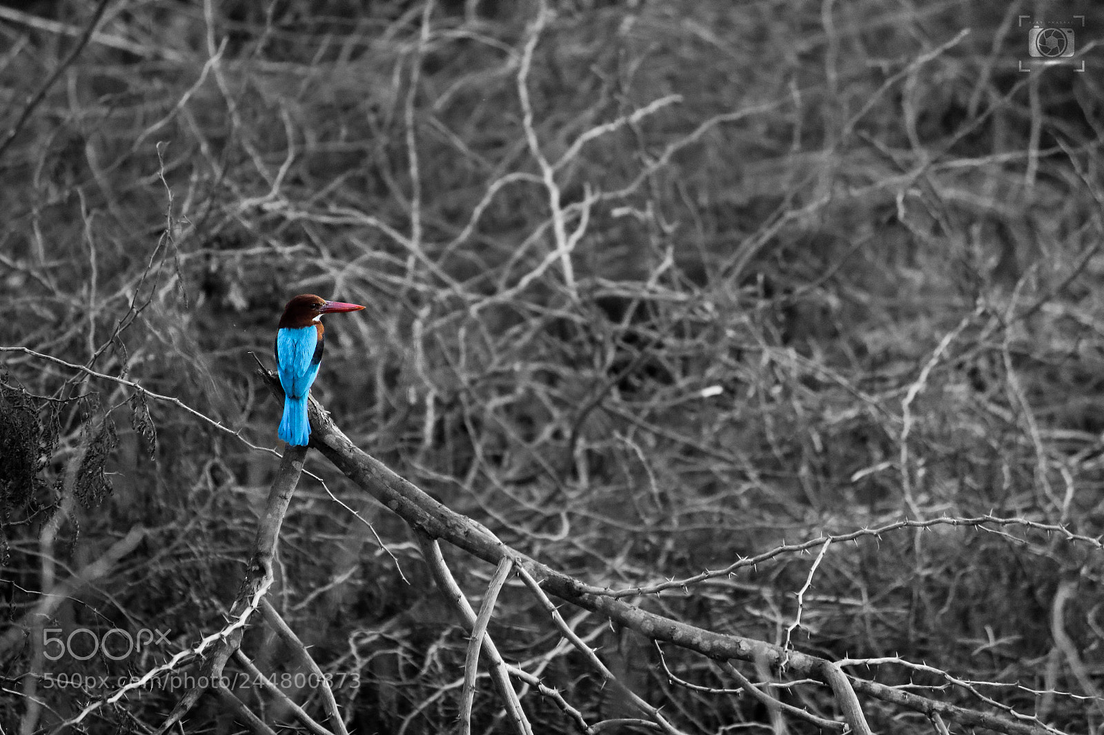 Canon EOS 1300D (EOS Rebel T6 / EOS Kiss X80) sample photo. Black field photography