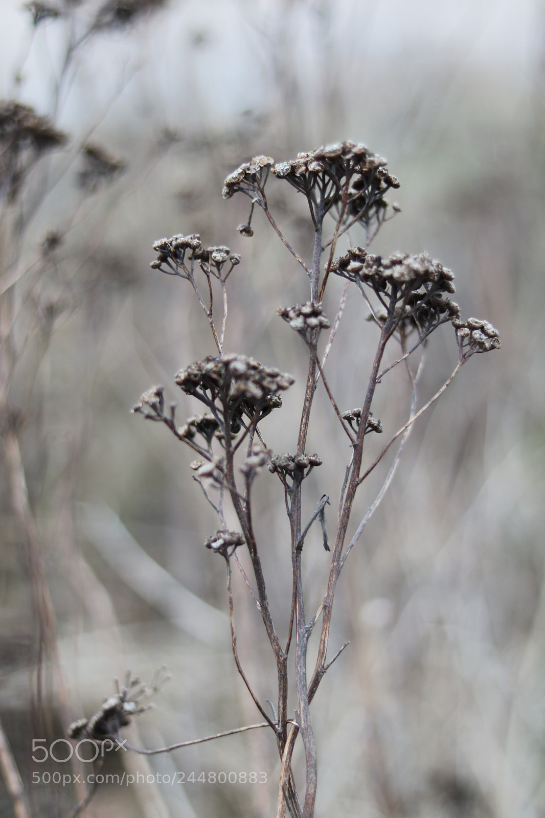 Canon EOS 750D (EOS Rebel T6i / EOS Kiss X8i) sample photo. Faded photography