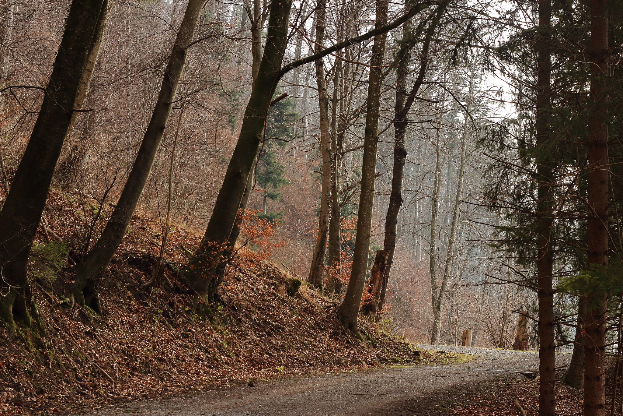 Canon EF 50mm F1.8 II sample photo. Little way photography