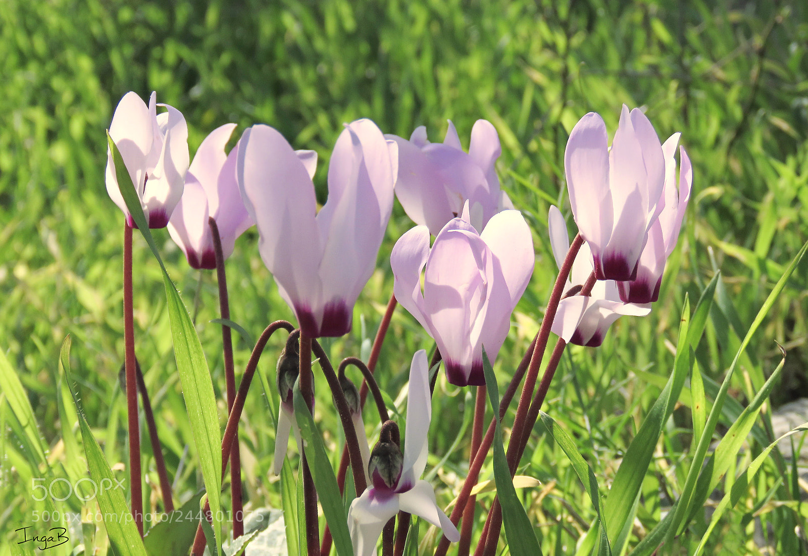 Canon PowerShot SX60 HS sample photo. Cyclamens photography