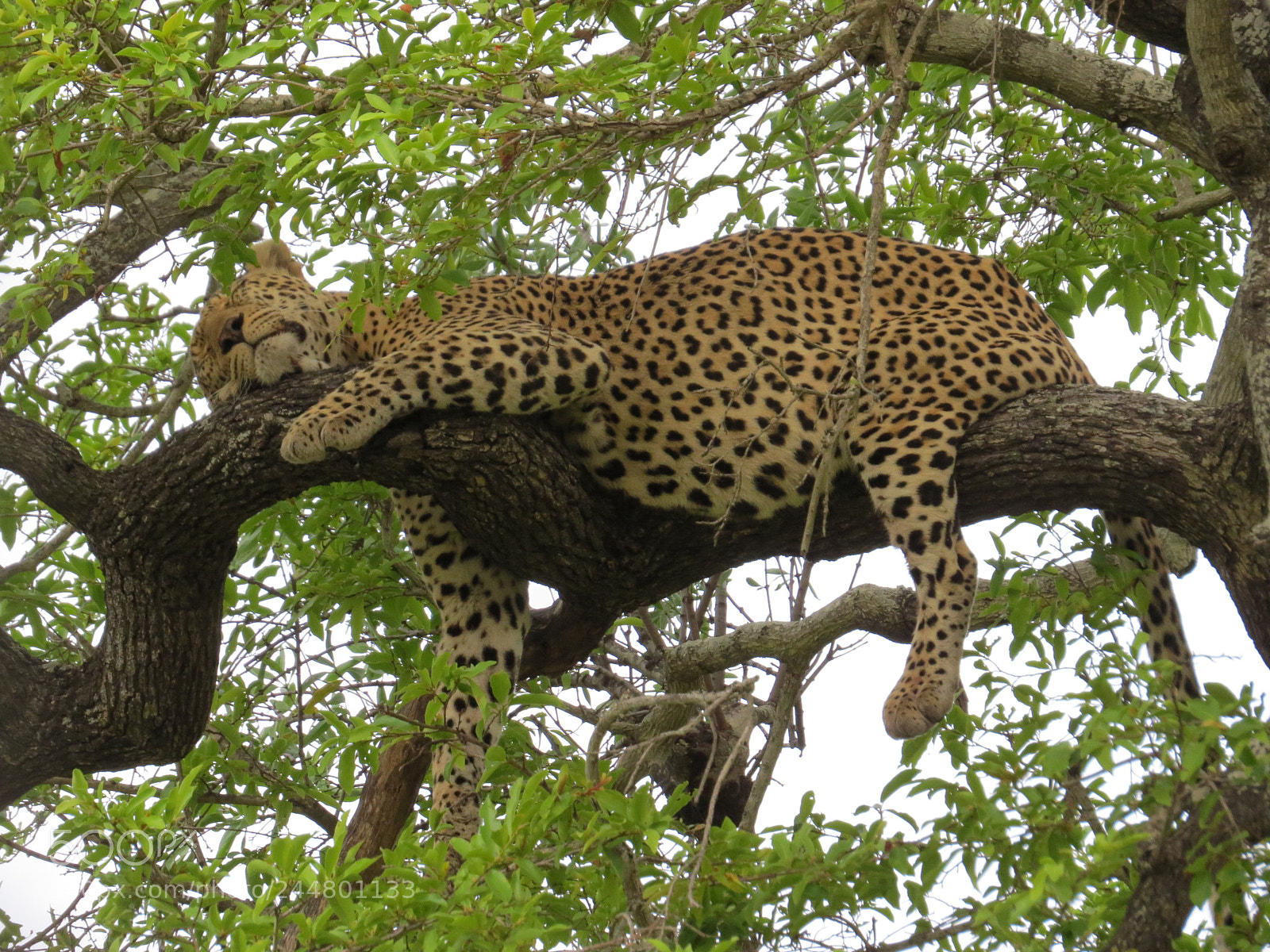 Canon PowerShot SX50 HS sample photo. Leopard after a meal photography