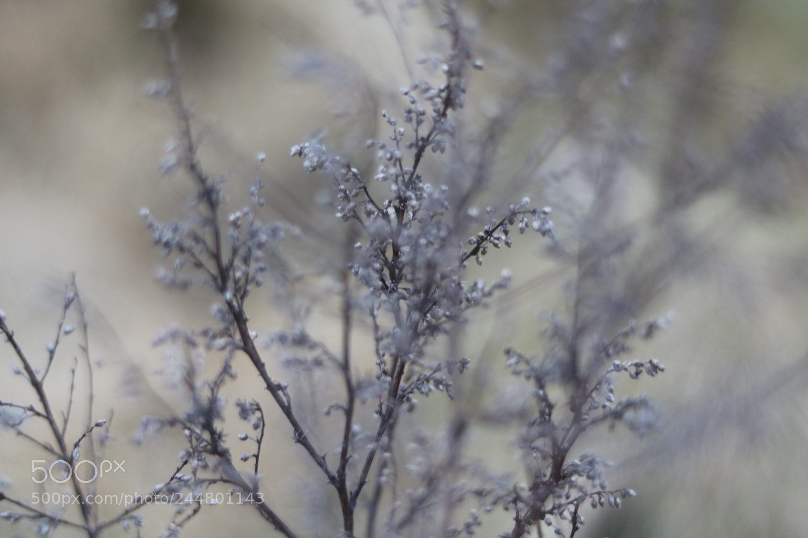 Canon EOS 750D (EOS Rebel T6i / EOS Kiss X8i) + Canon EF 50mm F1.8 STM sample photo. Everything is grey photography