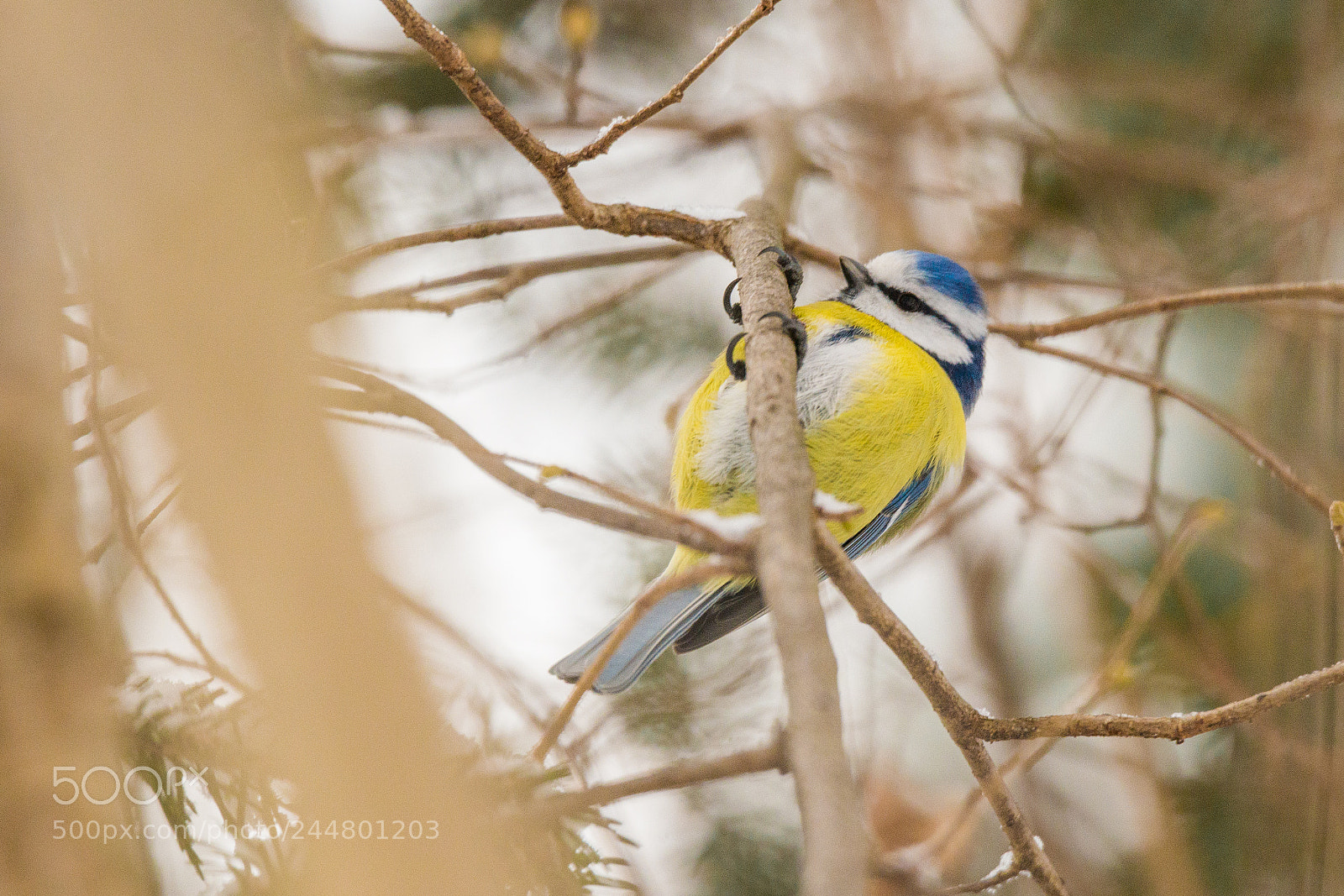 Sony SLT-A99V sample photo. Bluetit photography