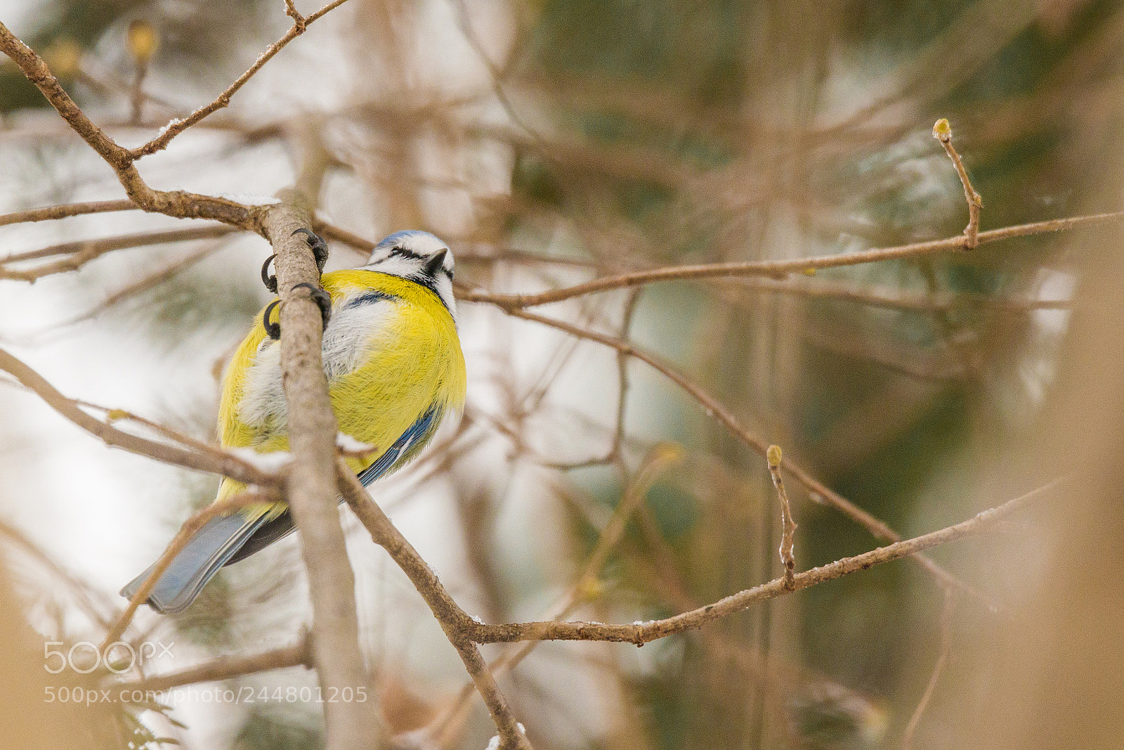 Sony SLT-A99V sample photo. Bluetit photography