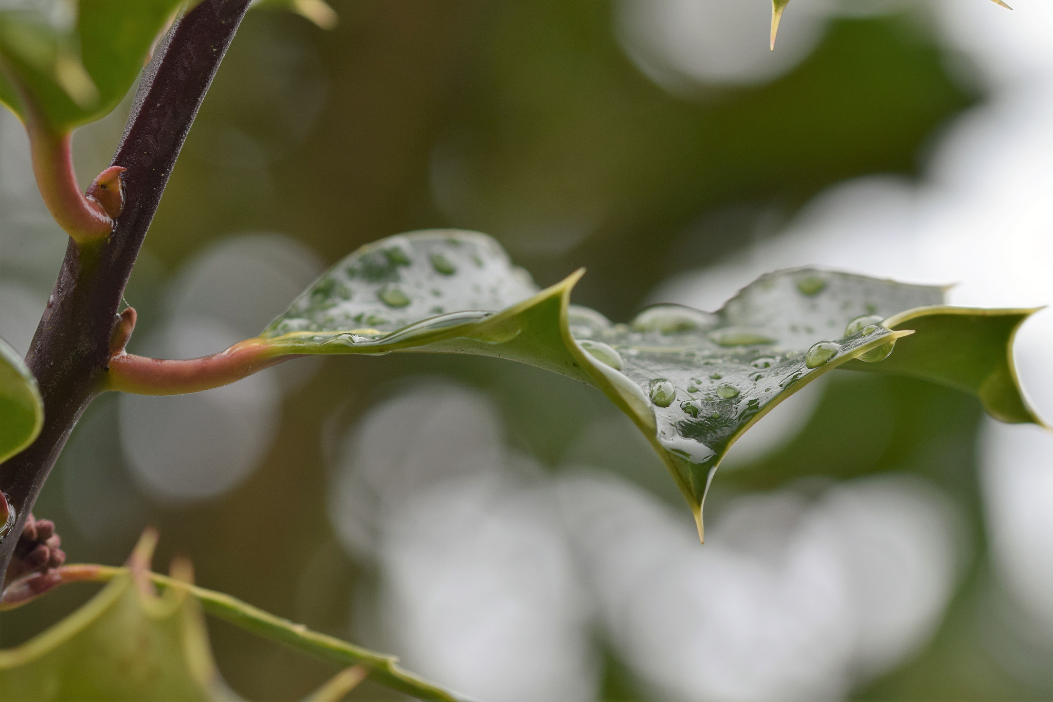 Nikon D5300 + Sigma 105mm F2.8 EX DG OS HSM sample photo. A wet morning..... photography