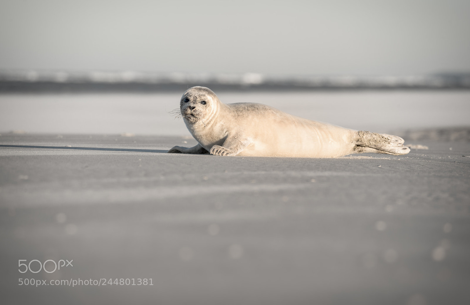 Nikon D800 sample photo. Seal on langeoog photography