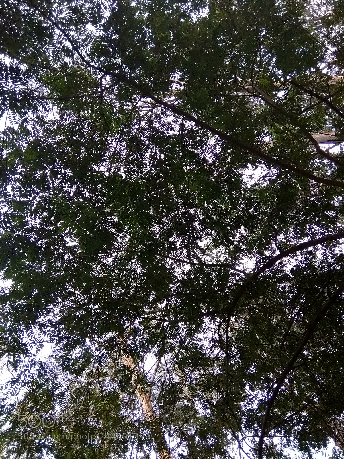 Xiaomi Redmi Note 5A sample photo. Trees mesh photography