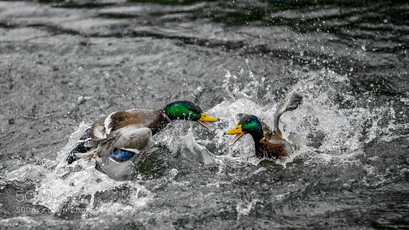 Nikon D850 sample photo. Playful ducks photography