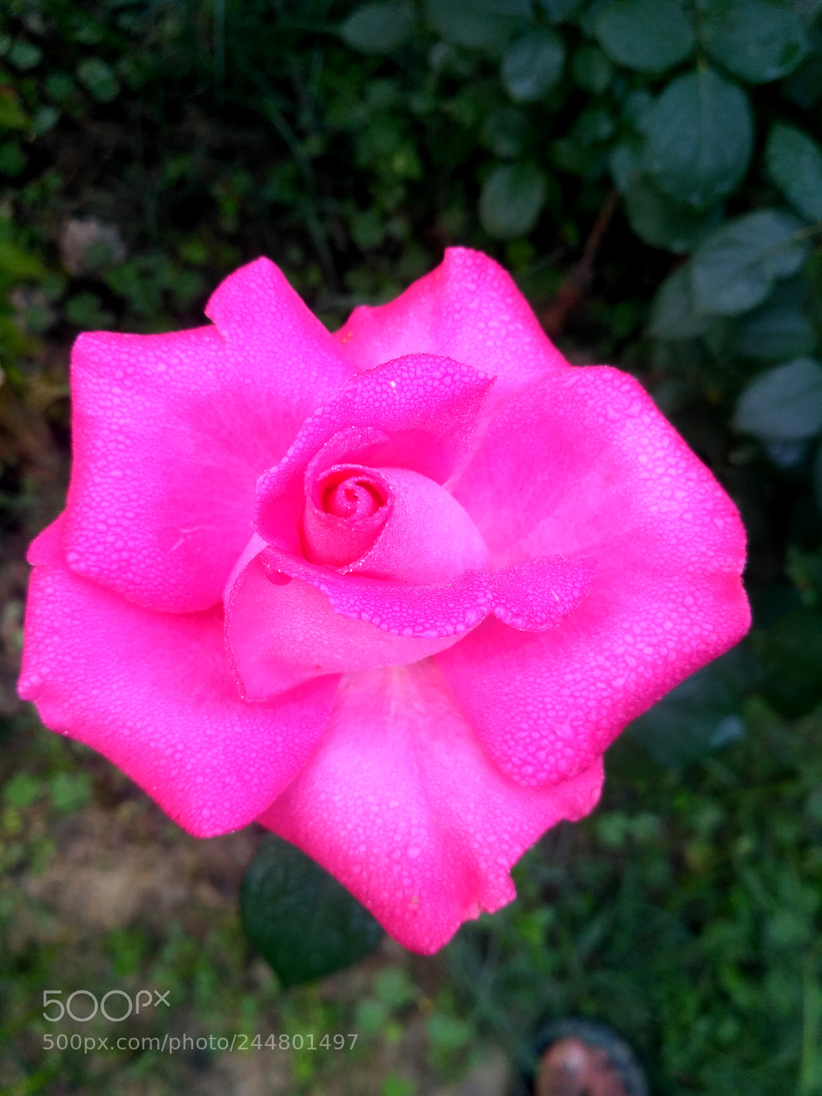 Xiaomi Redmi 3S sample photo. Pink rose photography