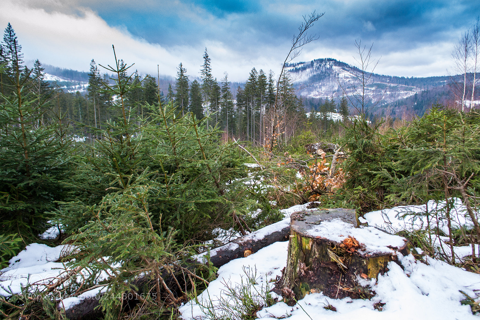 Nikon D3100 sample photo. Chaos at winter.jpg photography