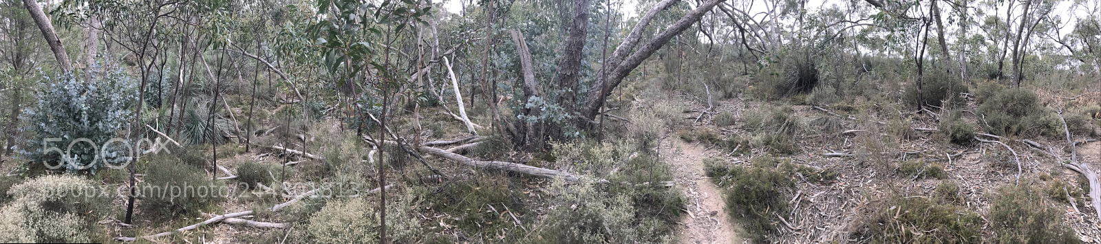 Apple iPhone 7 Plus sample photo. Australian bush photography