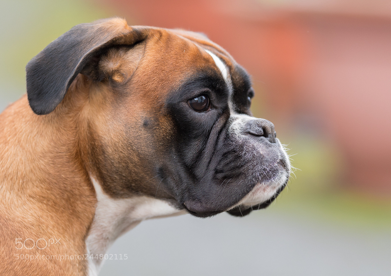 Nikon D500 sample photo. Untitled photography