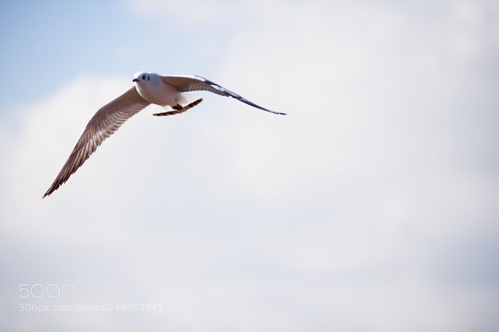 Nikon D850 sample photo. Flying photography