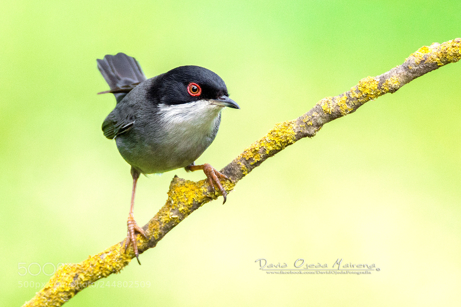 Nikon D7100 sample photo. Curruca cabecinegra macho photography
