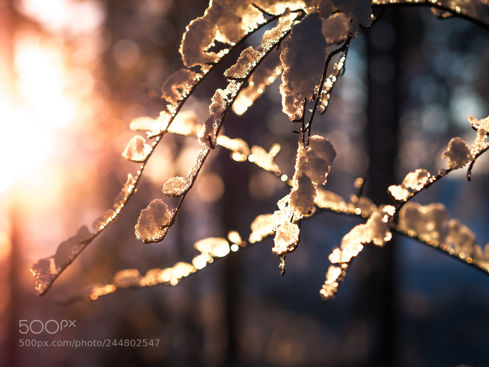 Olympus PEN E-PL5 sample photo. Sunny winter day photography