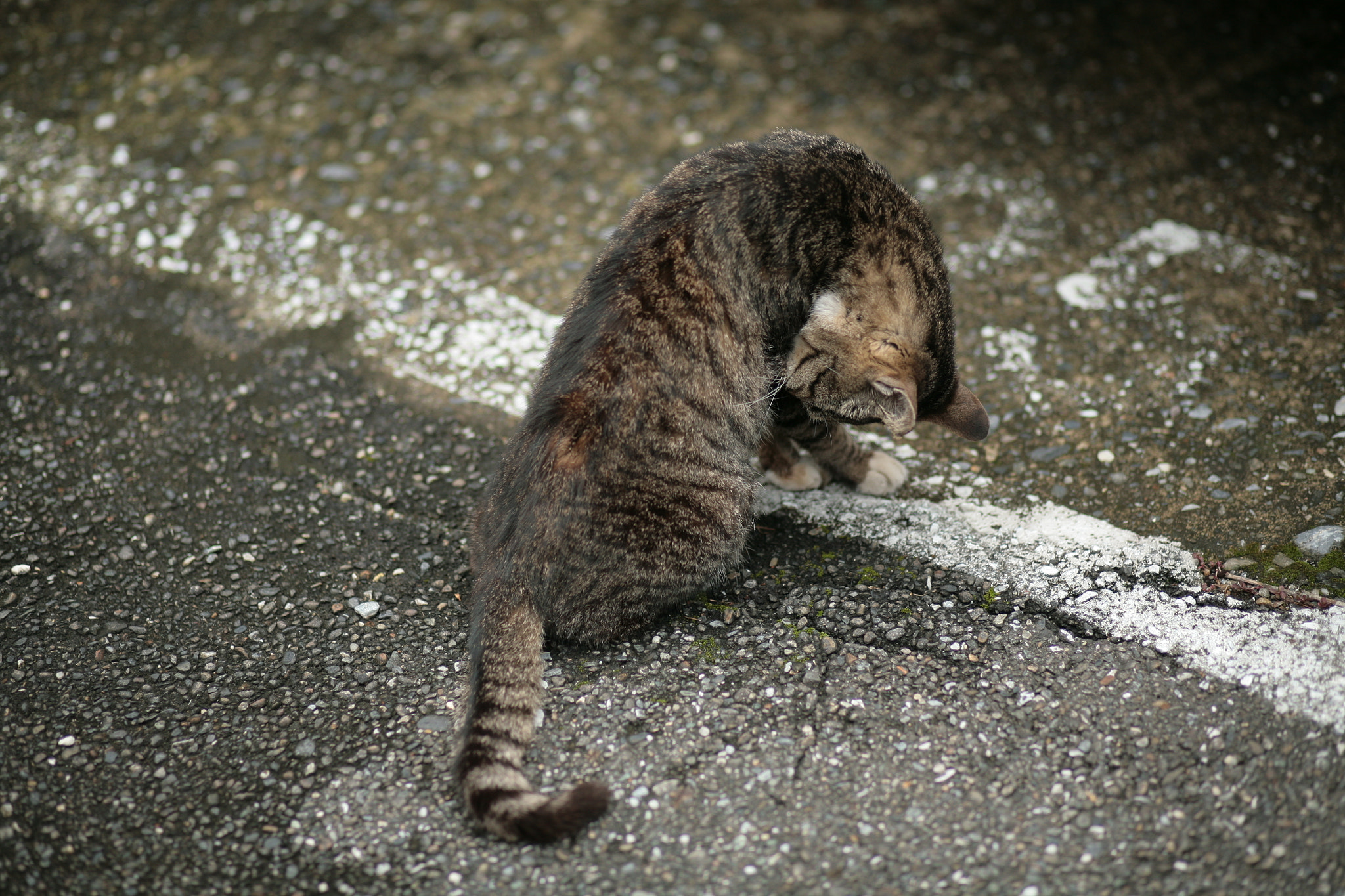 Canon EOS 5D + Canon EF 85mm F1.8 USM sample photo. Img photography